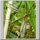 Tipula sp - Schnake 02b.jpg